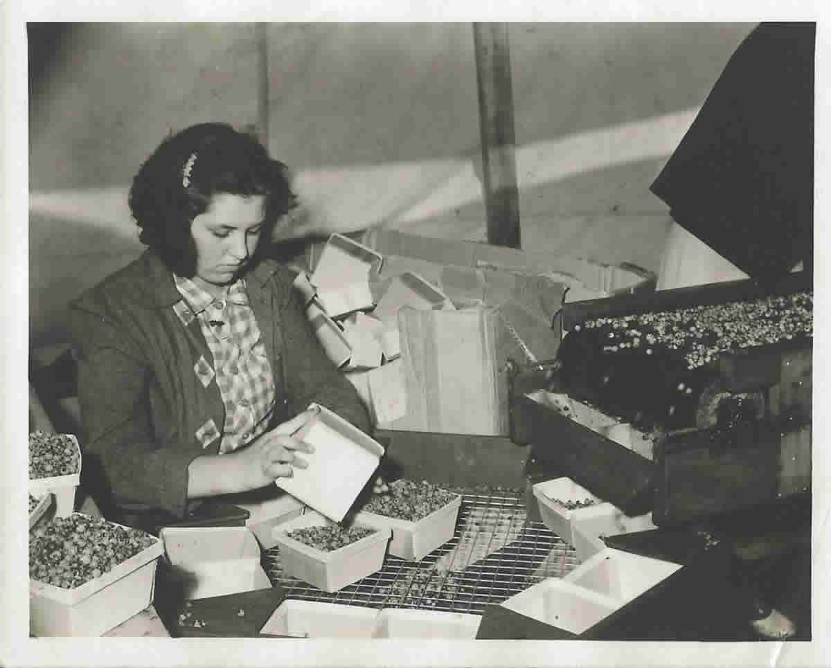 Field Packing Maine Wild Blueberries at Savage Oakes around 1942