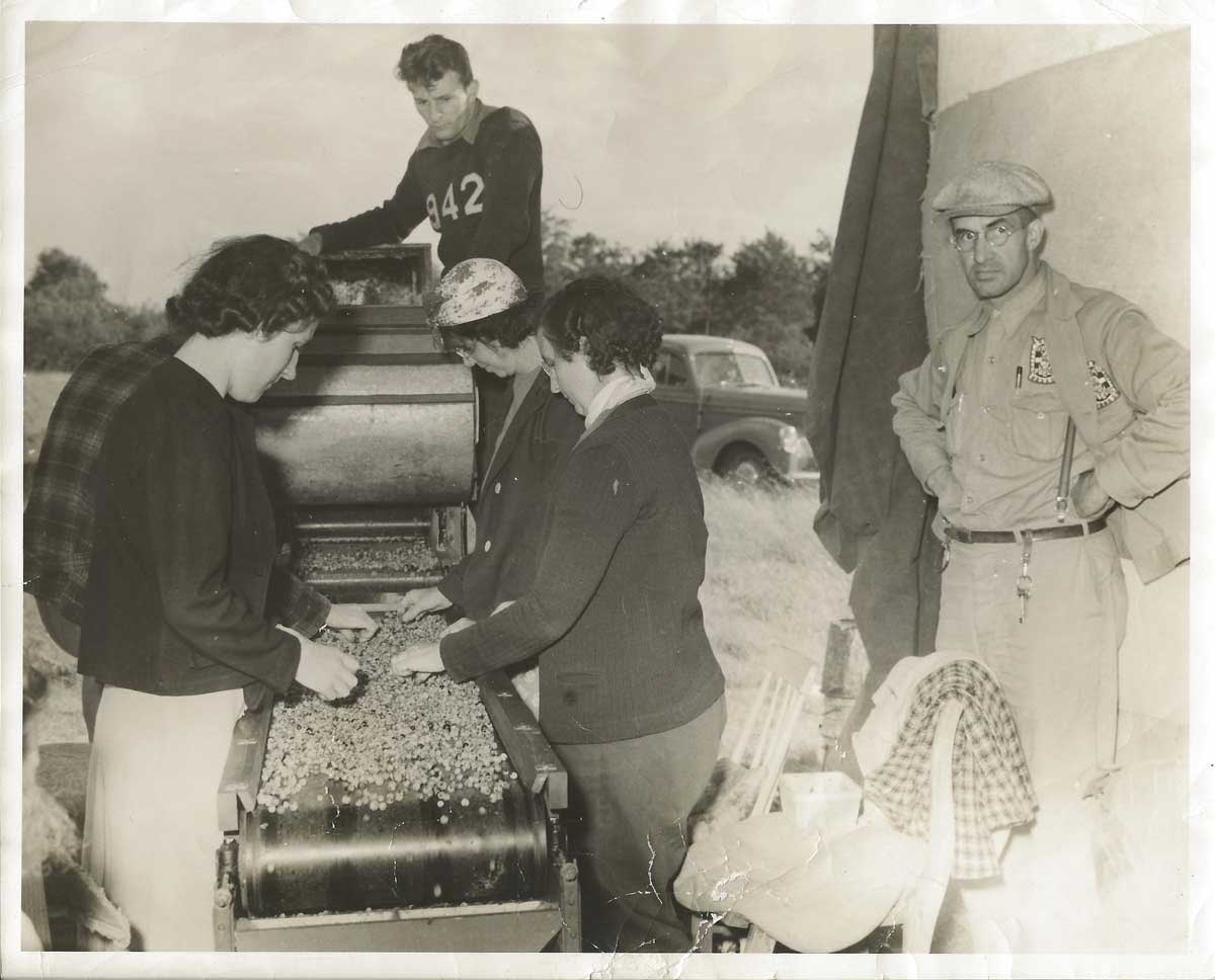 Field Sorting Maine Wild Blueberries at Savage Oakes around 1942