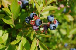 Maine Wild Blueberries at Savage Oakes