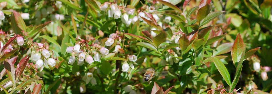 See the bee in the blueberry flowers at Savage Oakes Vineyard & Winery