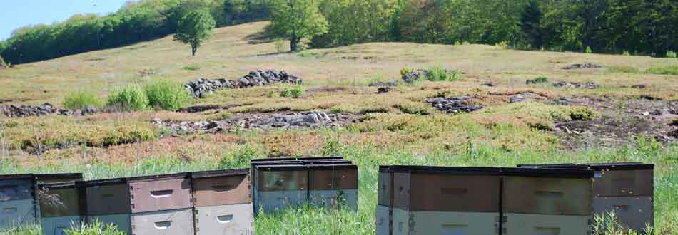 Bee hives in the blueberry field at Savage Oakes Vineyard & Winery