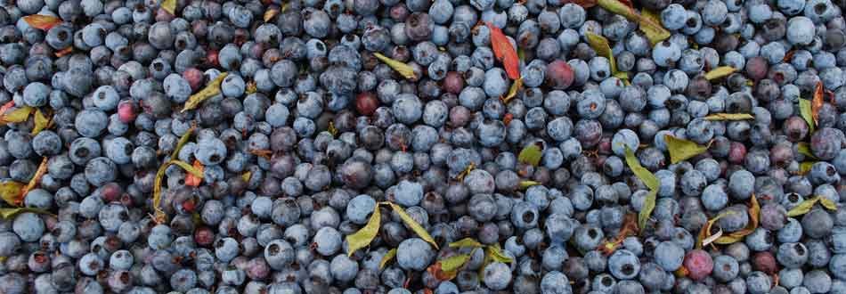 Blueberries from Savage Oakes Vineyard & Winery