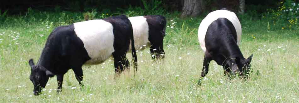 Belted Galloways at Savage Oakes Vineyard & Winery