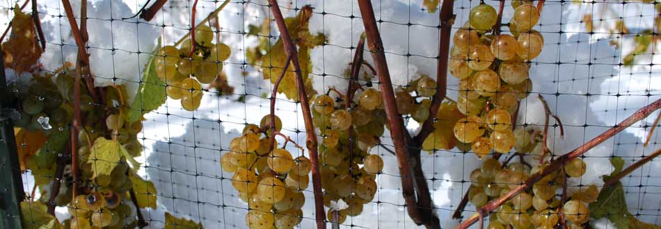 late harvest grapes at Savage Oakes