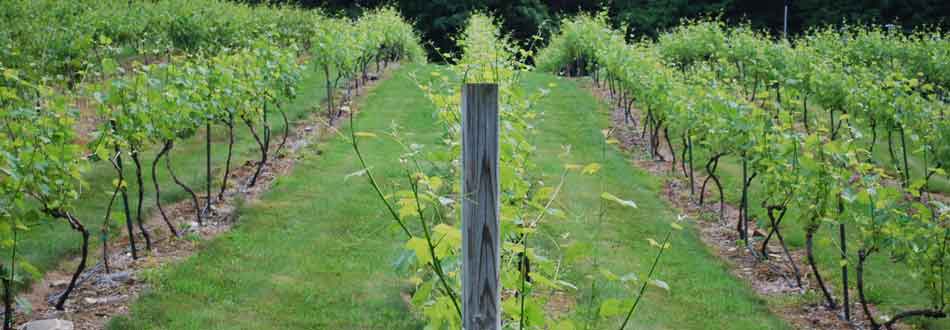 Spring vines at Savage Oakes Vineyard & Winery