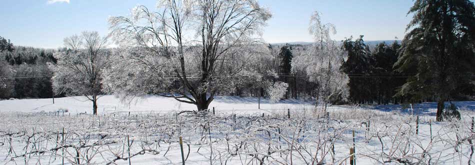 Winter vines at Savage Oakes Vineyard & Winery