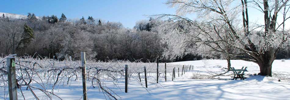 Winter vines  at Savage Oakes Vineyard & Winery
